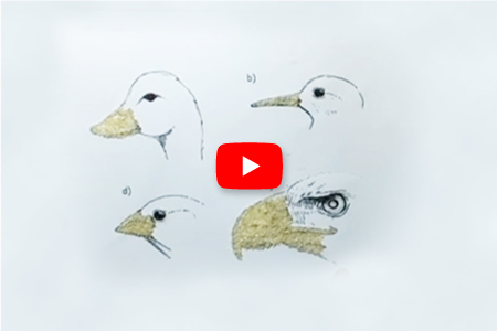 View video to show tactile concept for Different types of Beaks of Birds