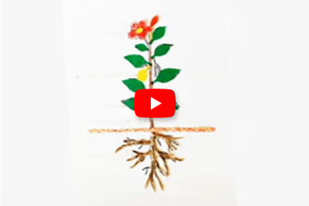 View video to show tactile concept for Parts of a Plant