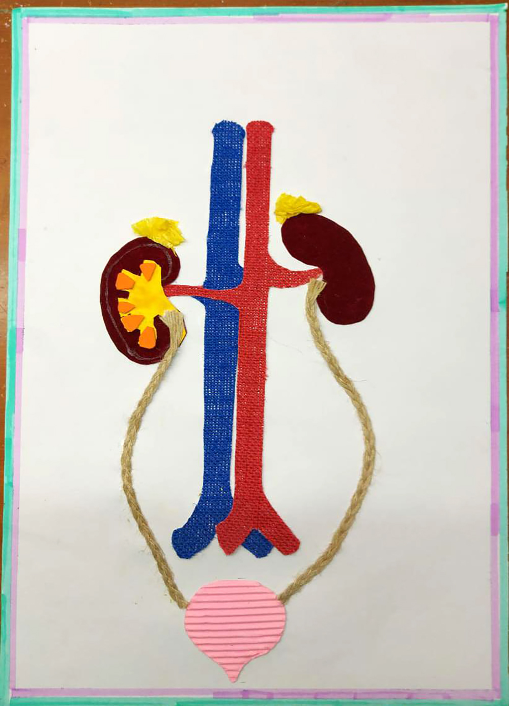 Excretory System