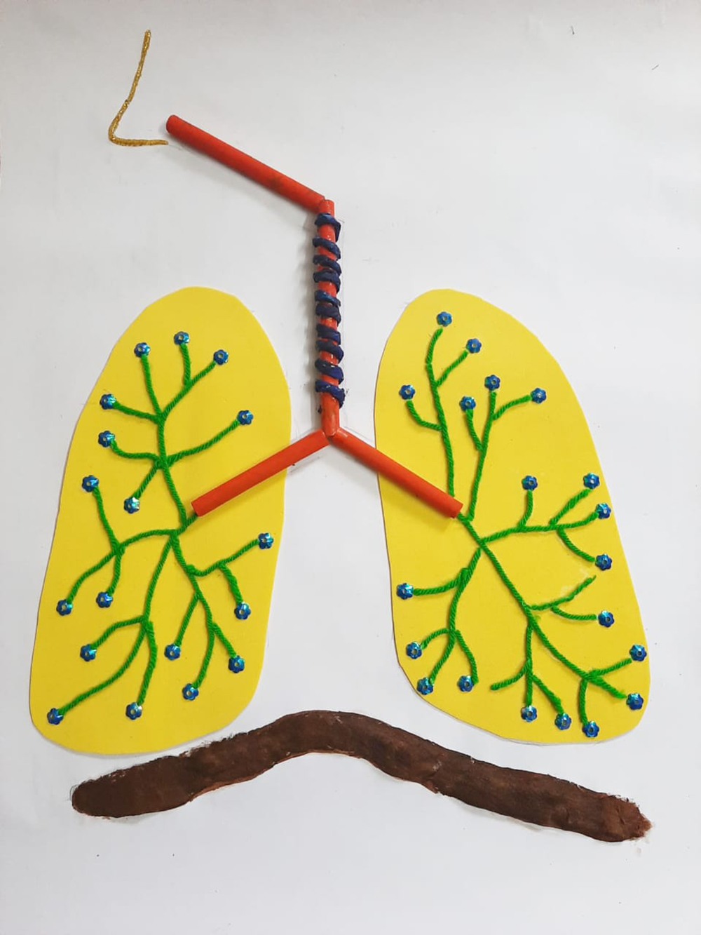 Respiratory System
